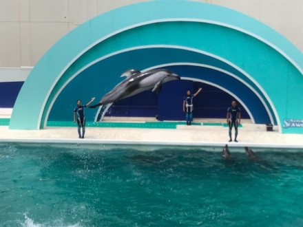 鴨川シーワールド　イルカ